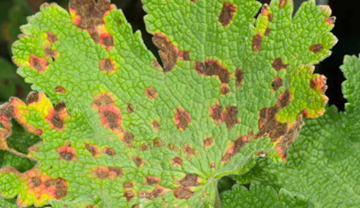 Bacterial diseases of herbaceous perennials